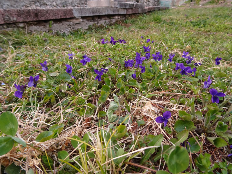 Viola odorata - Violaceae